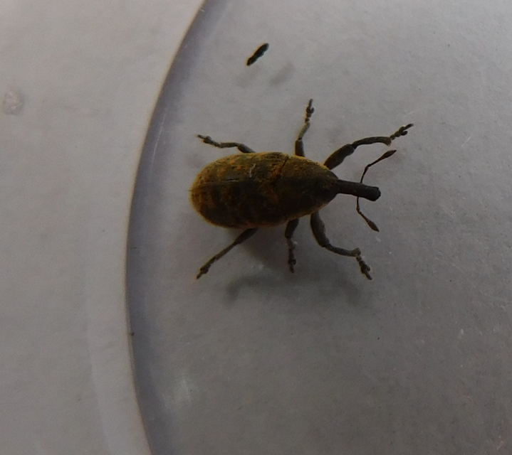 Larinus carlinae - foltos púderbarkó