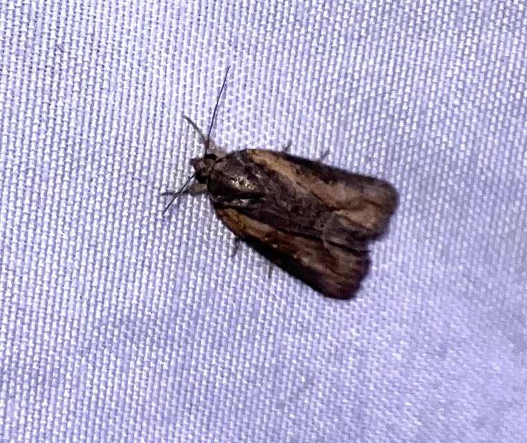 Bryophila raptricula/felina