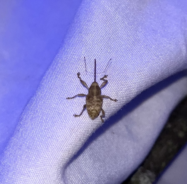 Curculio elephas - gesztenyezsuzsóka