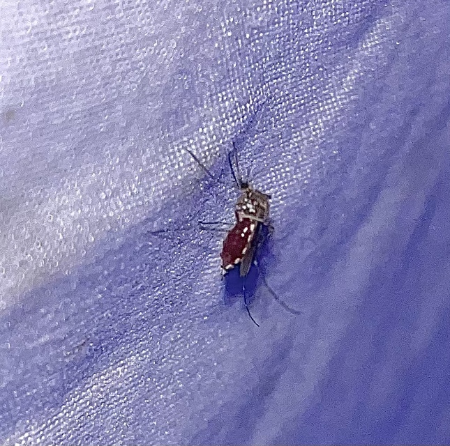 Culicidae - csípőszúnyogok