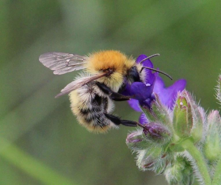 Bombus muscorum - sárga poszméh