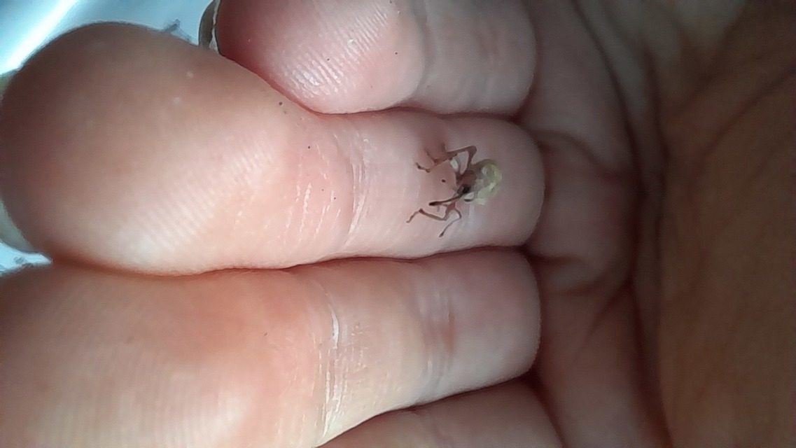 Curculio propinquus - halvány zsuzsóka