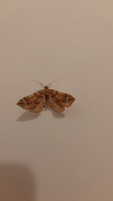 Pelurga comitata - nagy tarkaaraszoló