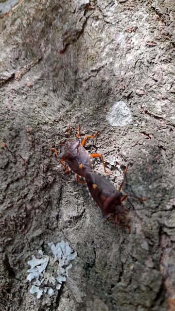 Pentatoma rufipes - vöröslábú címerespoloska Pentatoma rufipes - vöröslábú címerespoloska