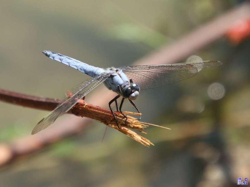 Orthetrum brunneum - pataki pásztorszitakötő