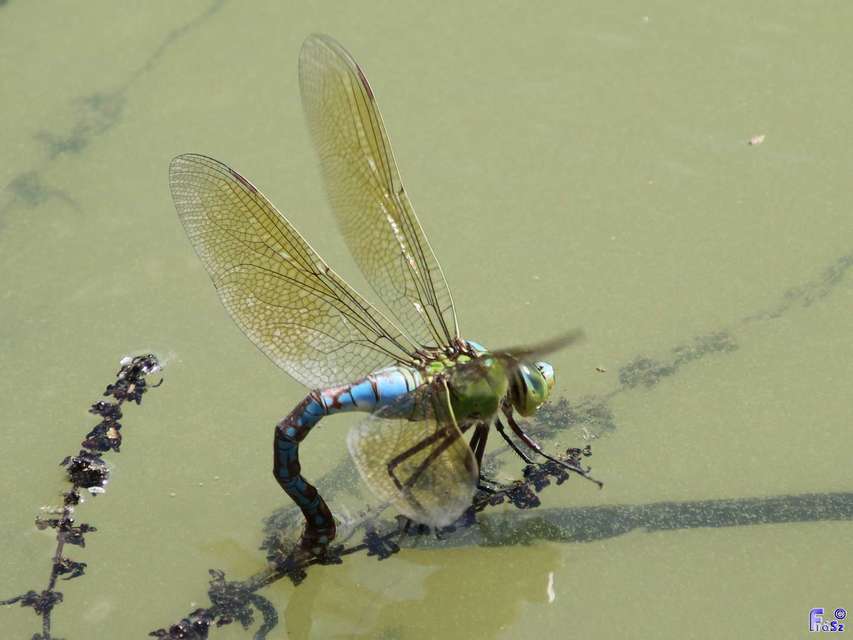 Anax imperator - zöld óriásacsa