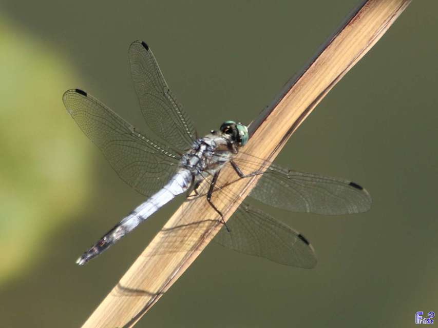 Orthetrum albistylum - fehérfarkú pásztorszitakötő