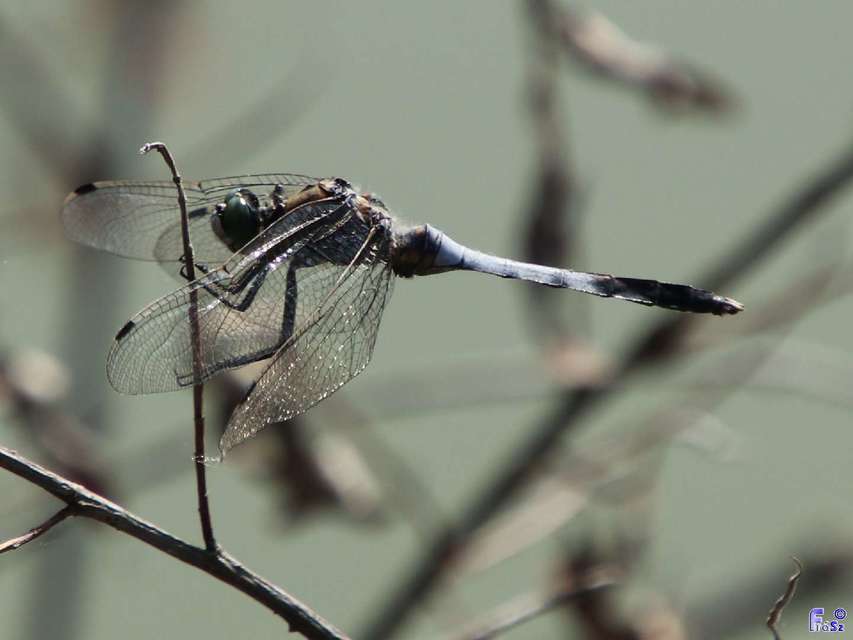Orthetrum albistylum - fehérfarkú pásztorszitakötő