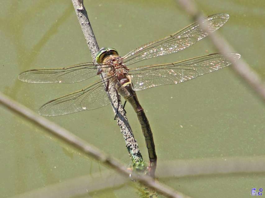 Anax parthenope - barna óriásacsa