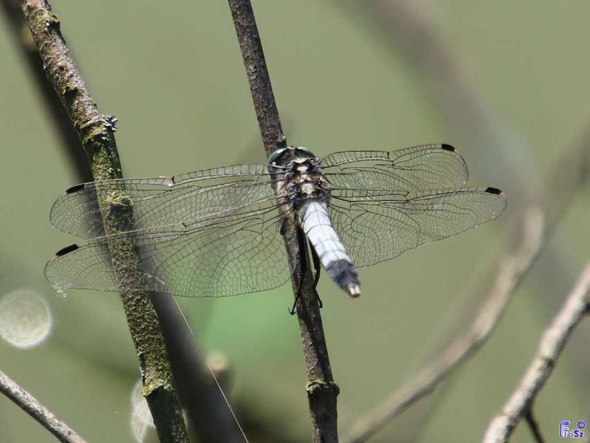 Orthetrum albistylum - fehérfarkú pásztorszitakötő