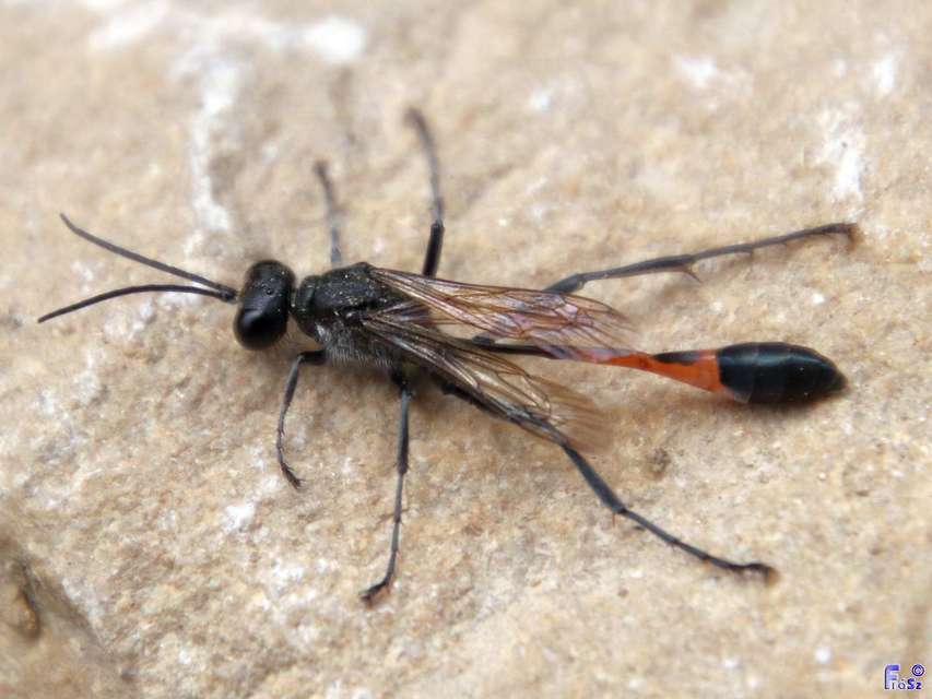 Ammophila