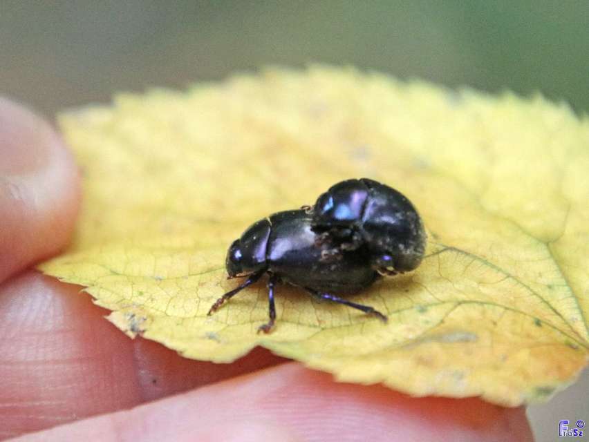 Chrysolina sturmi - vöröslábú levelész