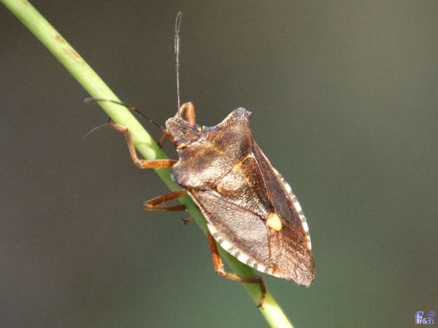 Pentatoma rufipes - vöröslábú címerespoloska Pentatoma rufipes - vöröslábú címerespoloska