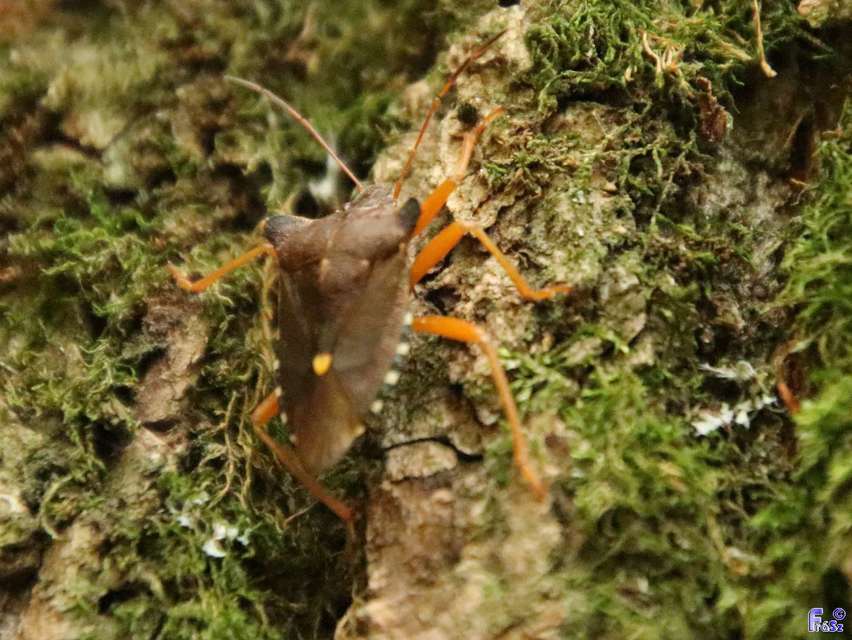 Pentatoma rufipes - vöröslábú címerespoloska Pentatoma rufipes - vöröslábú címerespoloska