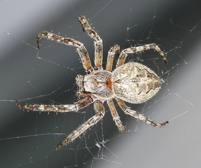 Larinioides ixobolus - ereszalji keresztespók