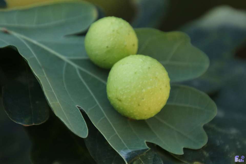 Cynips quercusfolii - golyógubacsdarázs
