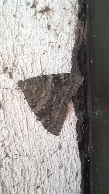 Catocala elocata - közönséges övesbagoly