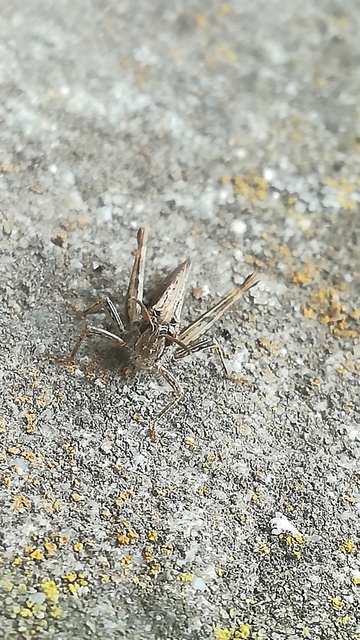 Chorthippus brunneus - közönséges tarlósáska