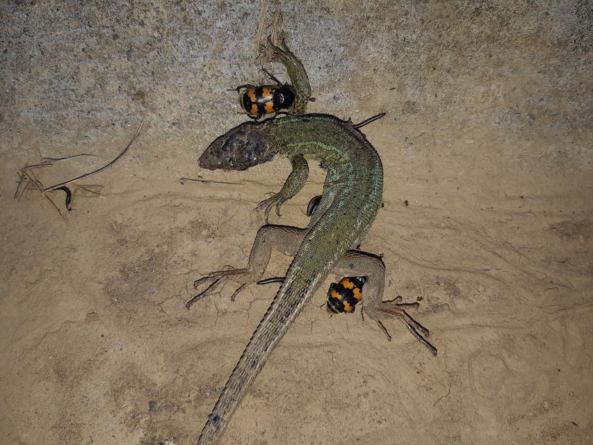 Nicrophorus vespillo - közönséges temetőbogár