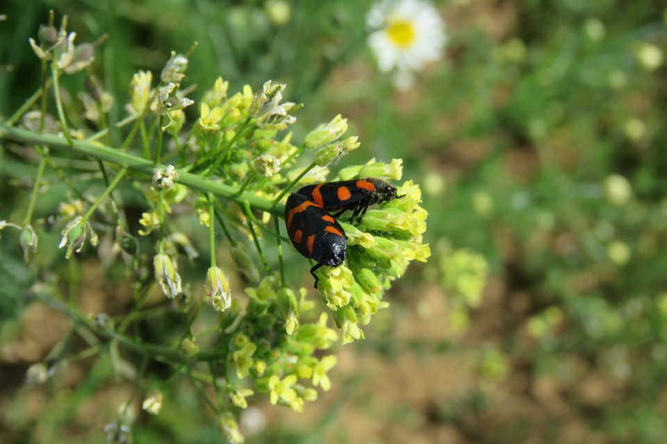 Cercopis