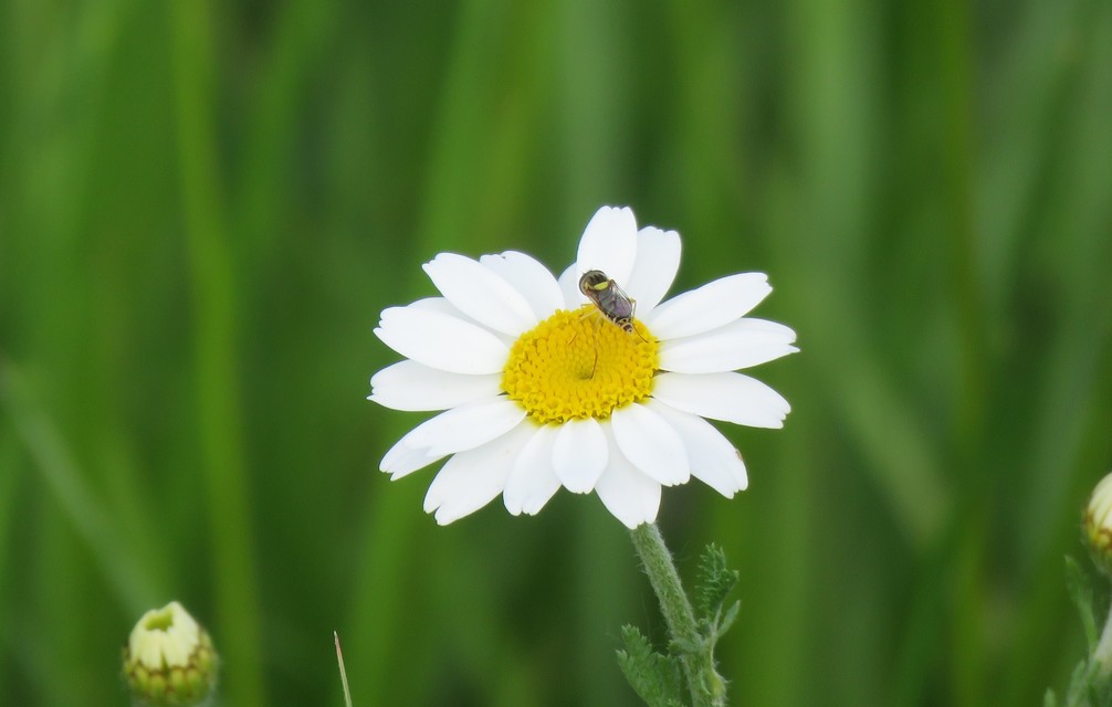 Sphaerophoria