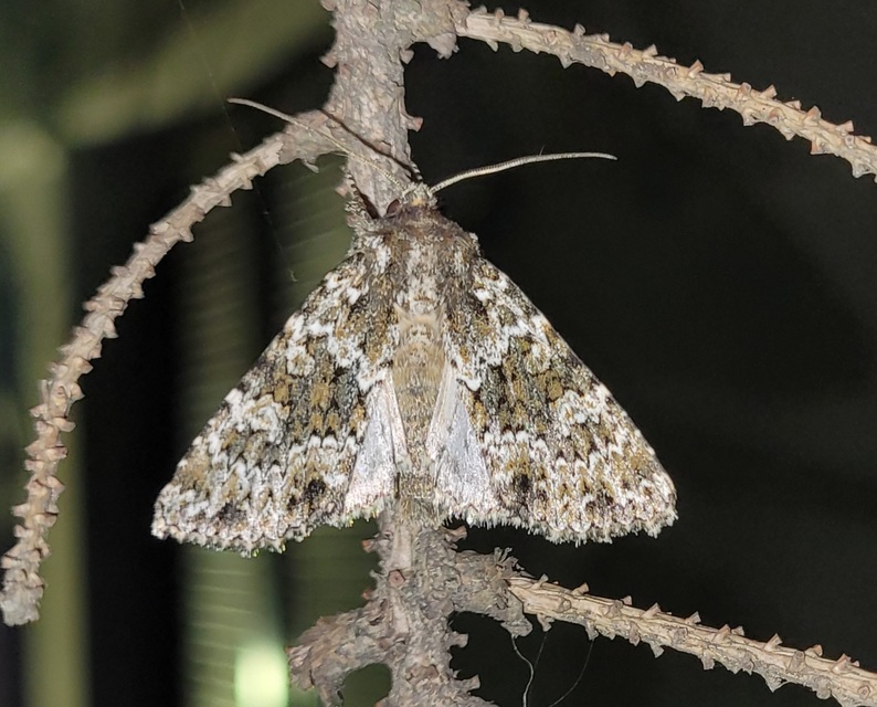 Polymixis polymita - kankalin-tarkabagoly