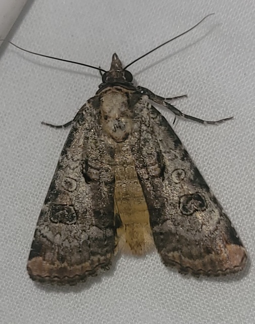 Epilecta linogrisea - karcsú sárgafűbagoly