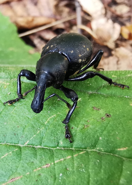 Liparus germanus - német acsalapuormányos