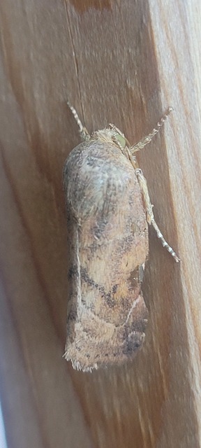 Cosmia affinis - barna lombbagoly