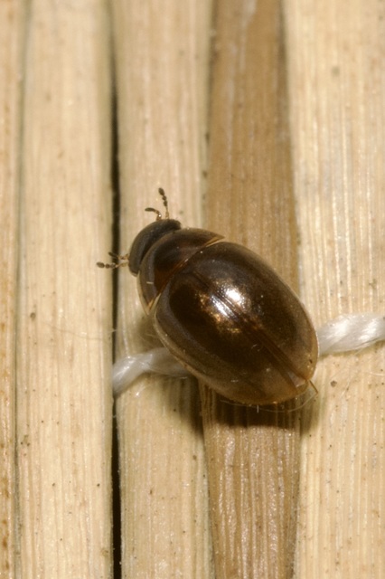 Anacaena limbata - gyakori kerekcsibor