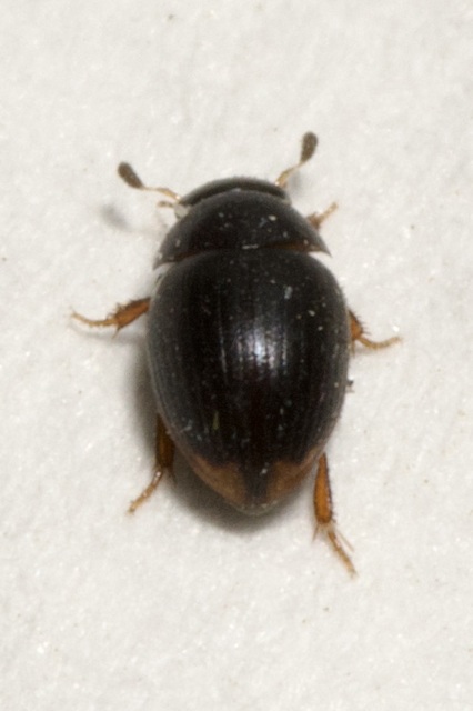 Cercyon Cercyon
