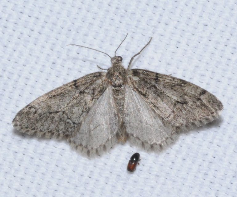 Tephronia sepiaria/Eumannia lepraria