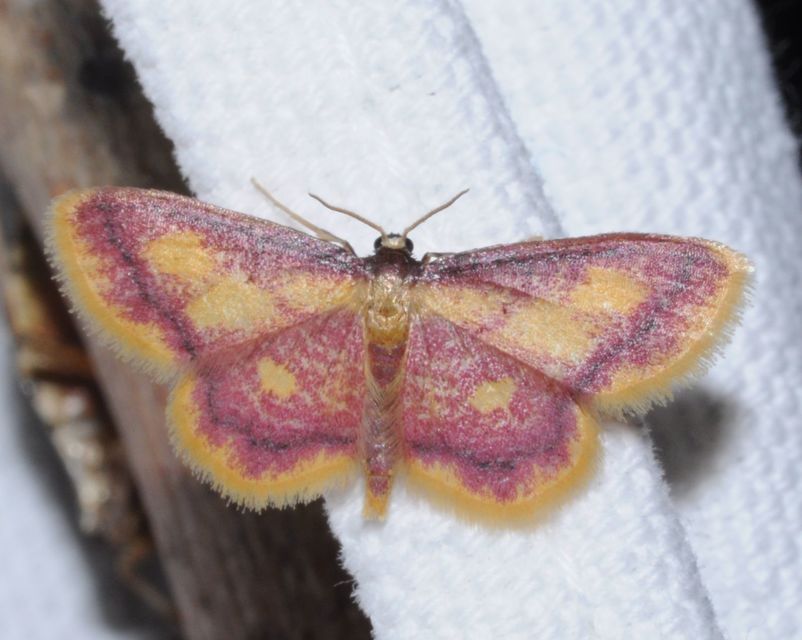 Idaea muricata - mocsári pirosaraszoló