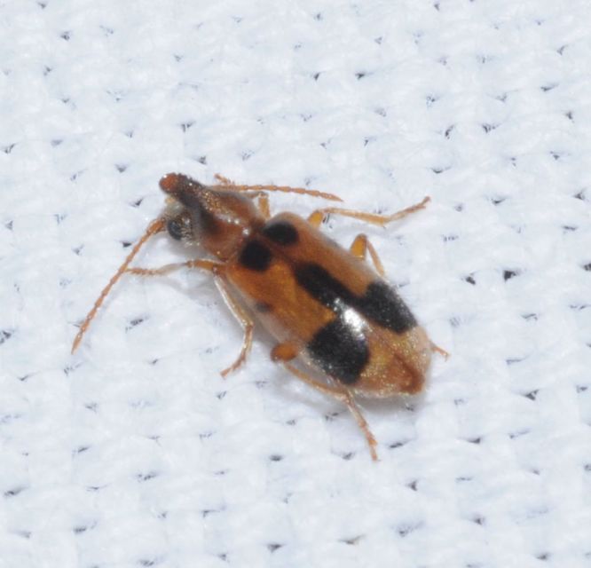 Notoxus monoceros - sárgahasú nyakszarvúbogár