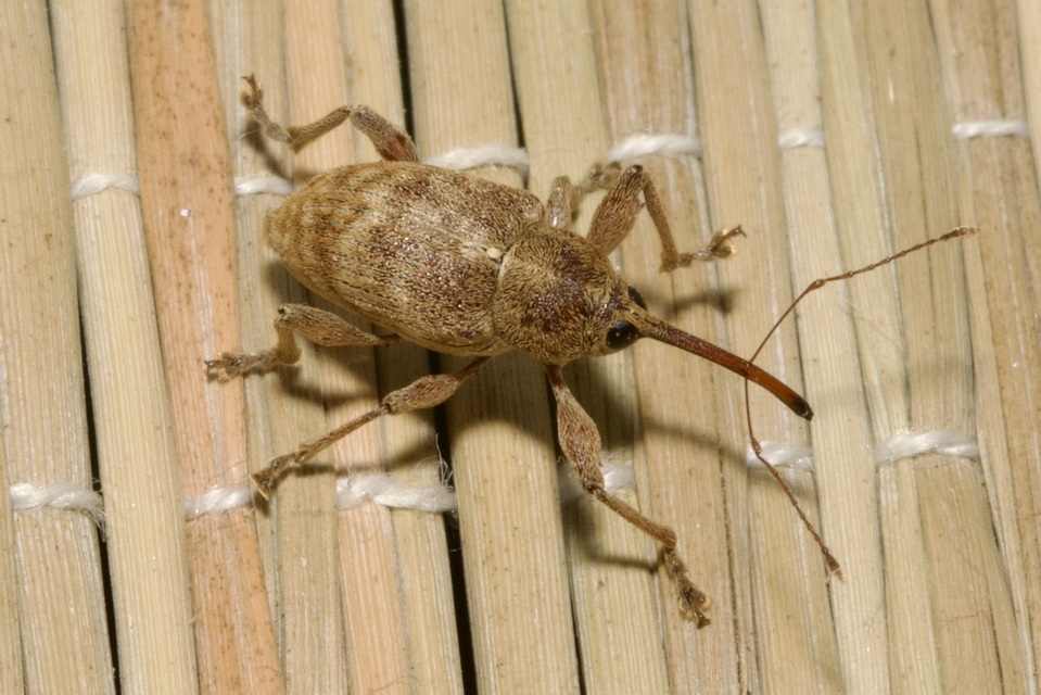 Curculio elephas - gesztenyezsuzsóka