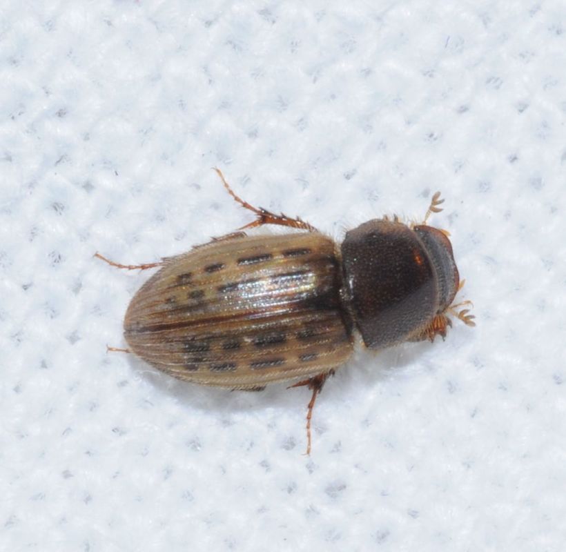 Euheptaulacus sus - bordás trágyabogár