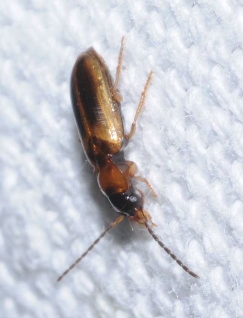 Anthracus consputus - nyerges kisdedfutó