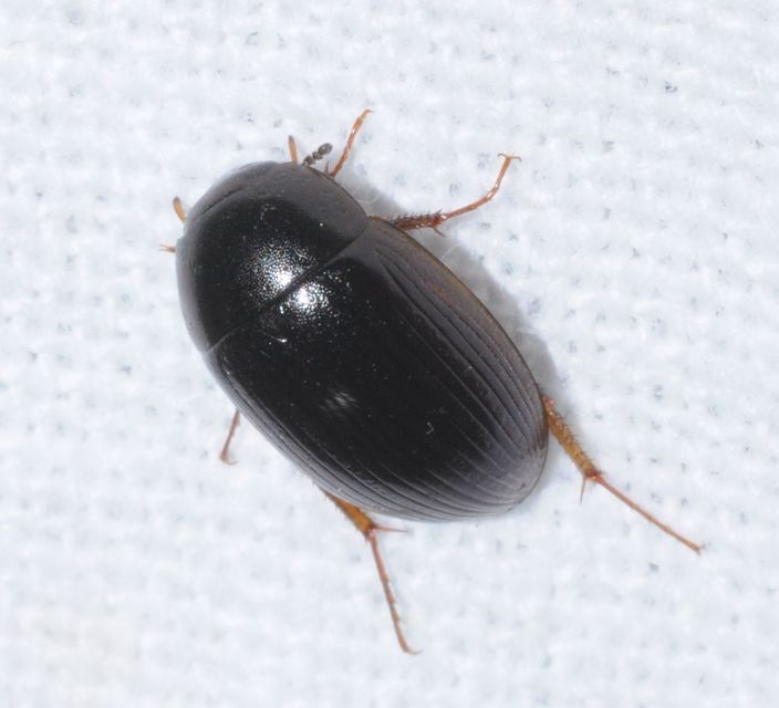 Hydrobius