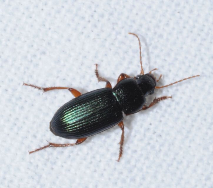 Ophonus azureus - azúrkék bársonyfutó