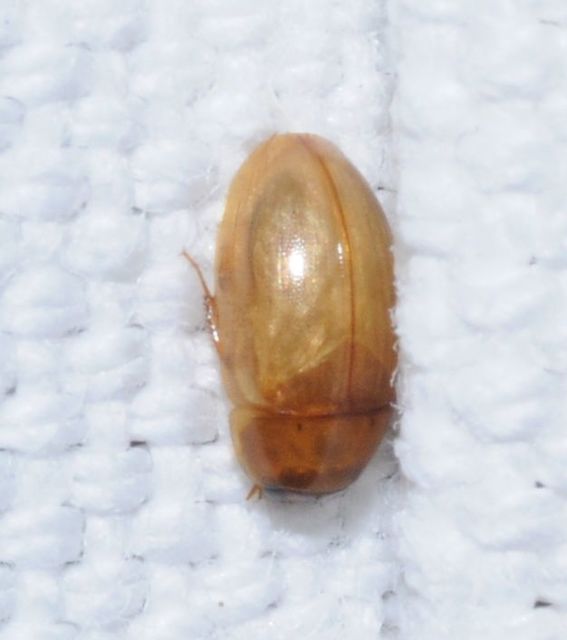 Enochrus