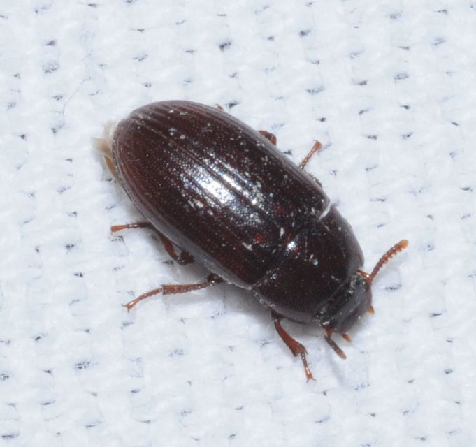 Alphitobius diaperinus