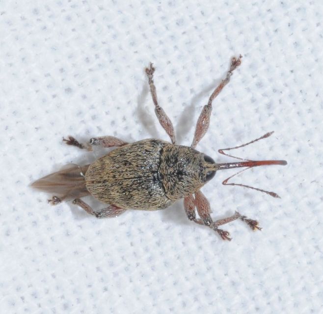 Curculio glandium - tölgymakkzsuzsóka