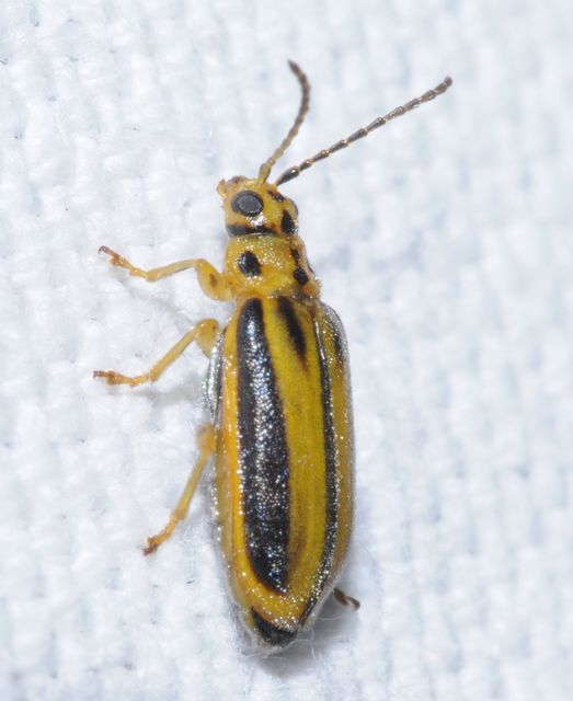 Xanthogalerucella luteola - szilfa-olajosbogár