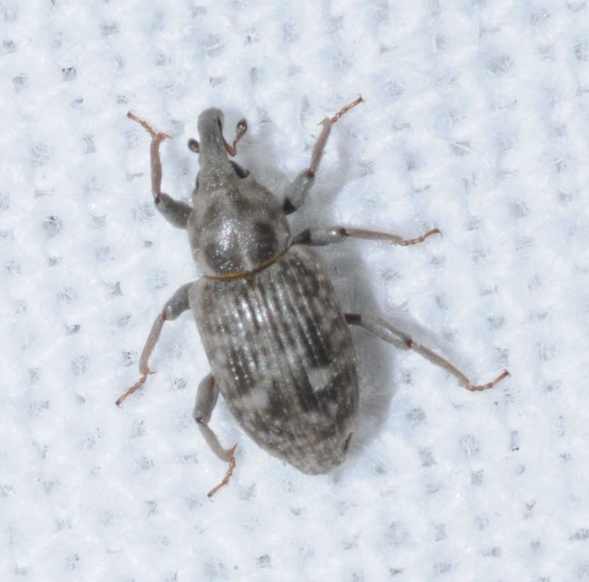 Bagous argillaceus - lakkfényű víziormányos Bagous argillaceus - lakkfényű víziormányos