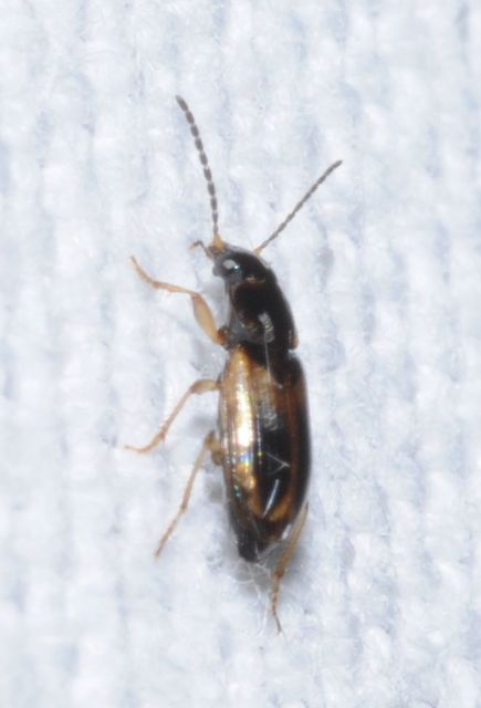 Acupalpus maculatus - vállfoltos törpefutonc