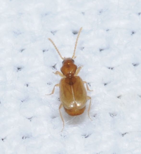 Tachys bistriatus - közönséges martfutó