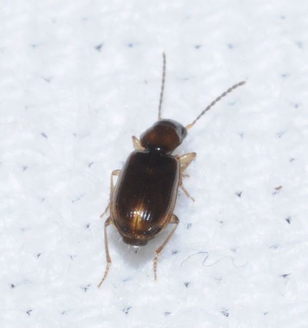 Acupalpus maculatus - vállfoltos törpefutonc