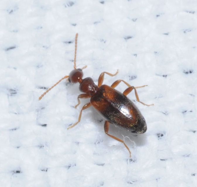 Cyclodinus humilis - sziki fürgebogár Cyclodinus humilis - sziki fürgebogár
