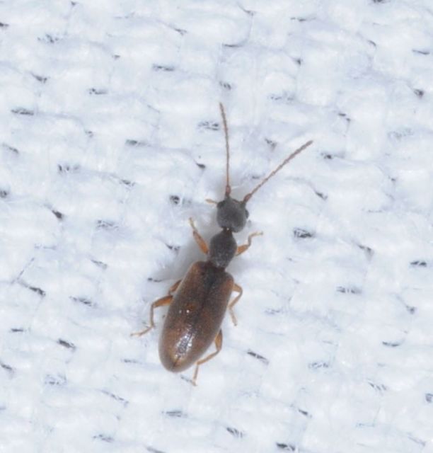 Endomia tenuicollis - keskenynyakú fürgebogár