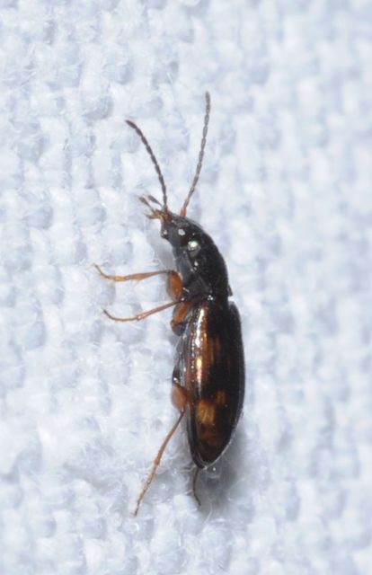 Bembidion fumigatum - csíkos gyorsfutó